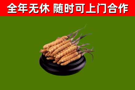 木兰县回收冬虫夏草